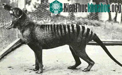Con Thylacine ngoác miệng rộng tận mang tai