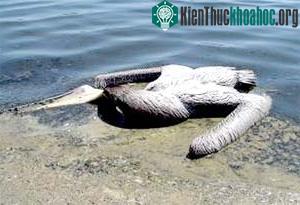 Một con chim bồ nông gục chết trên bãi biến