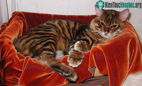 Một phiên bản toyger.