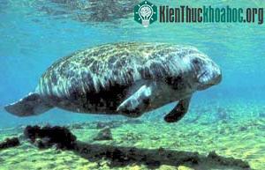 Lợn biển cũng có trí thông minh ảnh 0