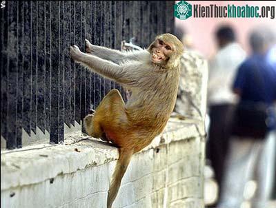 Ấn Độ: Triệt sản cho khỉ ảnh 0
