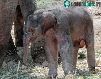 Voi con sinh ra nhờ thụ tinh nhân tạo