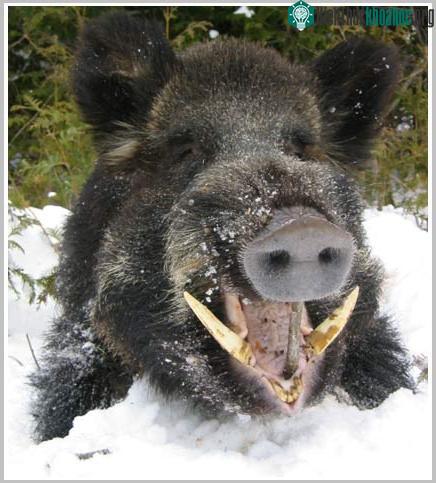 Heo rừng - Sus Scrofa