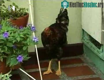 Đầu gà chân... vịt ảnh 1