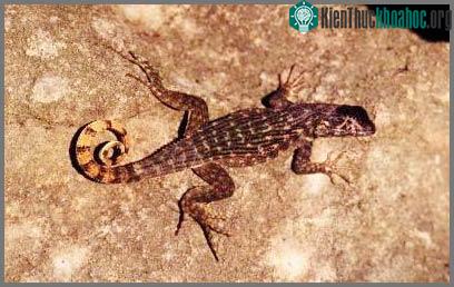 Một con thằn lằn Leiocephalus carinatus.