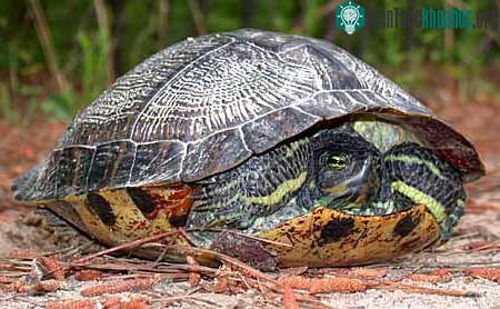Rùa Tai Đỏ - Trachemys scripta
