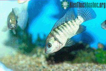 Cá Nile tilapia