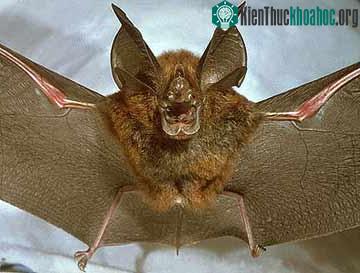 Cơi móng ngựa Rhinolophus