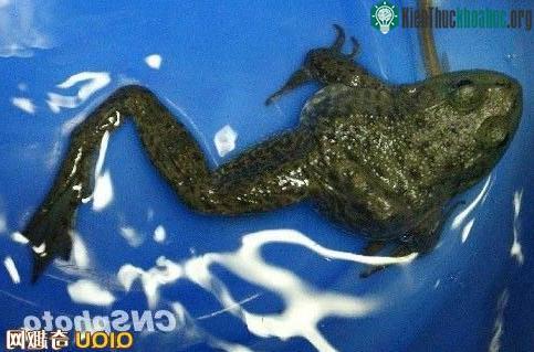 Tìm thấy con ếch 7 chân ảnh 1