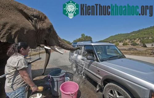 Voi rửa xe ô tô phục vụ du khách ảnh 1