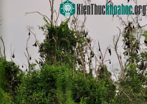 Phát hiện quần thể dơi ngựa lớn nhất Việt Nam ảnh 1