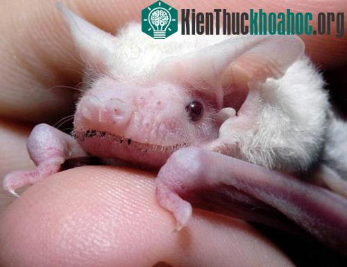 Những “bóng ma” trong tự nhiên ảnh 1