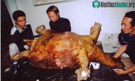Ly kỳ chuyện rùa khổng lồ tấn công trâu mộng giữa sông Hồng ảnh 1