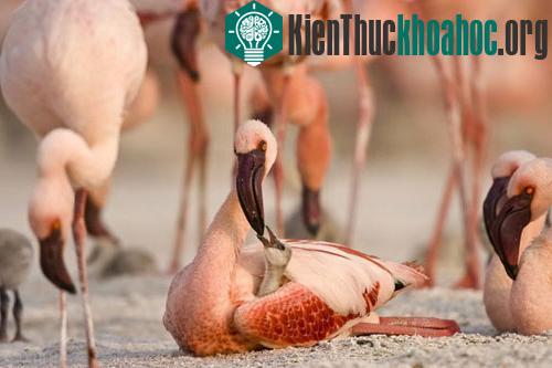 Đôi cánh đỏ thẫm: Bí ẩn của loài hồng hạc ảnh 1
