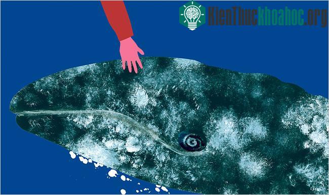 Theo dấu loài cá voi - Phán quyết của tòa án và điều chưa biết về cá voi (Phần 2) ảnh 1