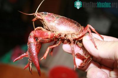 Xôn xao chuyện tôm lai… cua ảnh 1