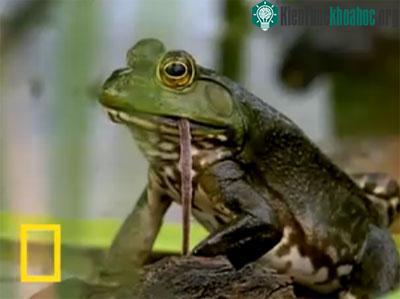 Video: Ễnh ương "phàm ăn" ảnh 1