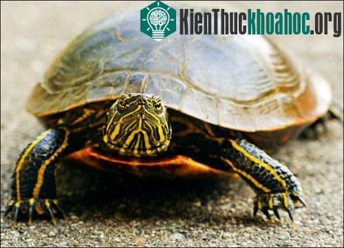 Mai rùa tiến hóa như thế nào? ảnh 1