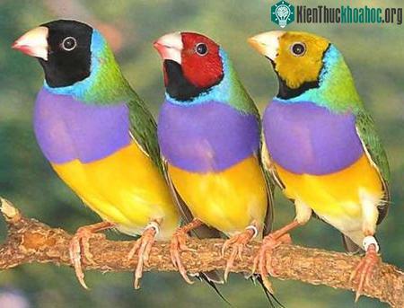 Chim sẻ có thể chọn giới tính cho con ảnh 1