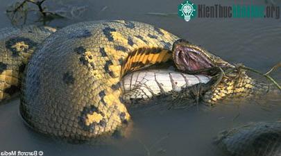 Trăn xanh Anaconda nuốt cá sấu Caiman ảnh 1