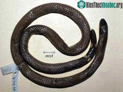 Phát hiện hai loài rắn mới ảnh 1