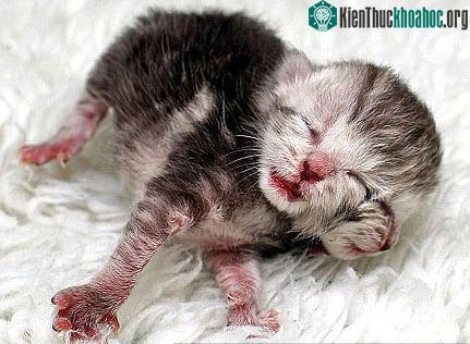 Autralia chào đón mèo 2 mặt đầu tiên ảnh 1