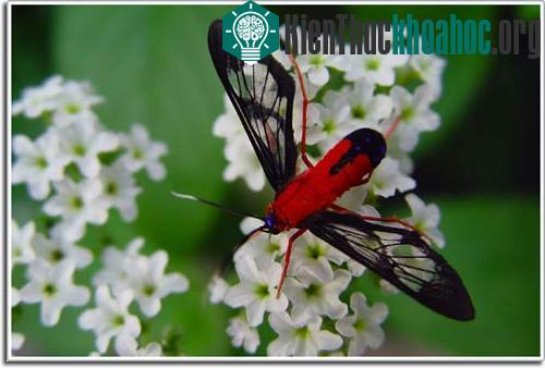 Bướm đêm Cosmosoma myrodora