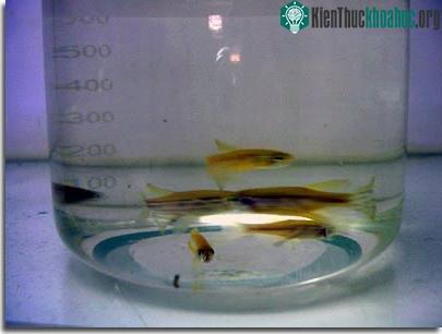 Việt Nam cấy ghép thành công cá phát sáng ảnh 1