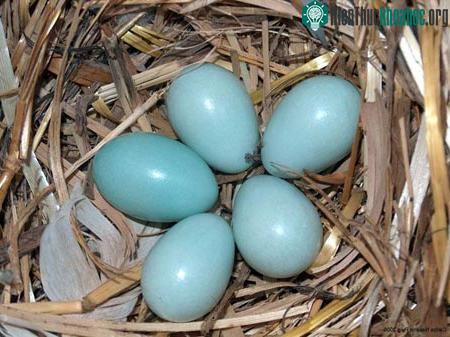 Trứng càng sẫm màu, chim bố càng tận tụy ảnh 1