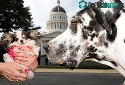 Cuộc hội ngộ của chú chó cao nhất và nhỏ nhất thế giới ảnh 1