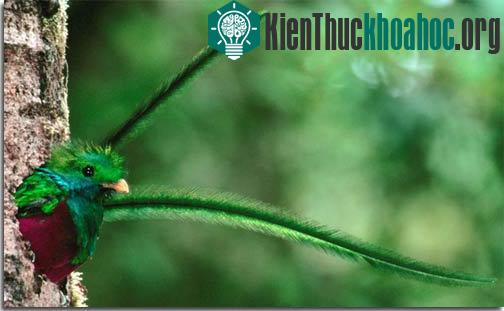 Chiếc lông của chim đuôi seo