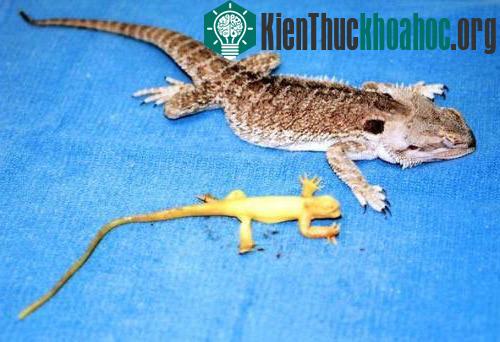 Thằn lằn thật “đẻ” ra thằn lằn nhựa ảnh 1