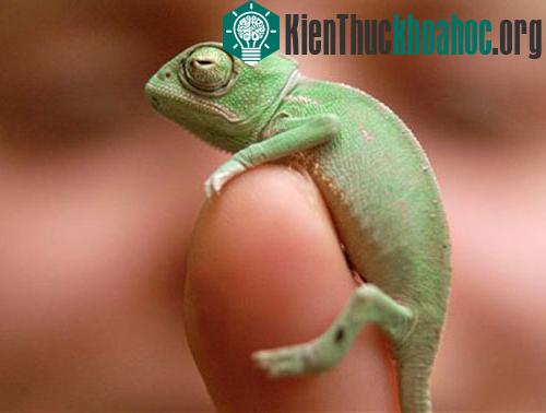 Những sinh vật nhỏ bé đáng yêu ảnh 1