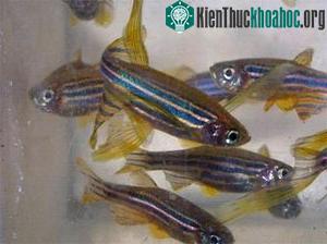 Cá: Mẫu vật nghiên cứu bệnh mất ngủ ảnh 1