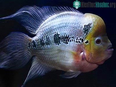 Cá Hoàng đế ở hồ Trị An: Nên mừng hay lo? ảnh 1