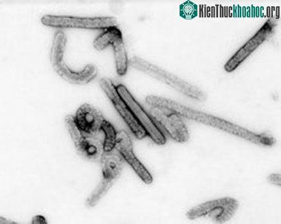Virus Marburg