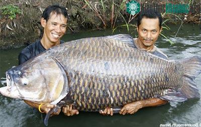Câu cá chép 120 kg ảnh 1