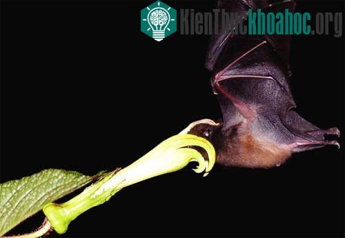 Dơi lưỡi dài: nhà vô địch tốc độ tiêu hoá thức ăn! ảnh 1