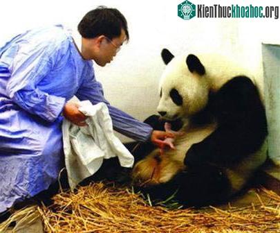 Đỡ đẻ cho gấu trúc ảnh 1