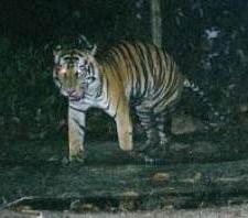 (Ảnh: Sciencedaily)