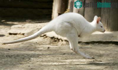 Kangaru bạch tạng ảnh 1