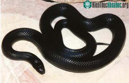 Rắn chúa Lampropeltis getula nigritus