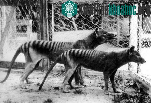 Hậu duệ cuối cùng của giống loài Thylacine.