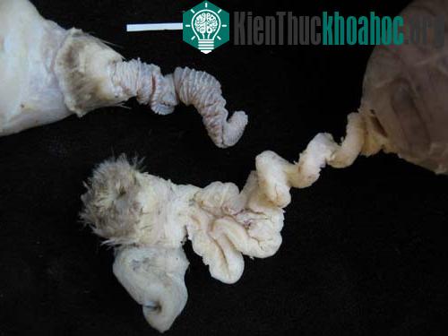 “Chạy đua vũ trang” ở cơ quan sinh dục của vịt ảnh 1