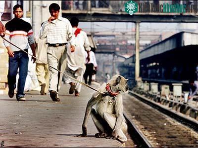 Một con khỉ phá hoại đang bị “áp giải” ra khỏi khu vực ga xe lửa New Dehli.
