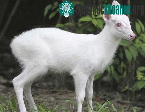 Những “bóng ma” trong tự nhiên ảnh 11
