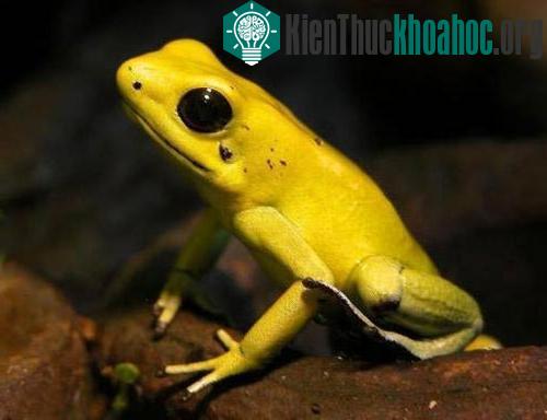 Anh em nhà ếch trở thành sinh vật cảnh ảnh 13
