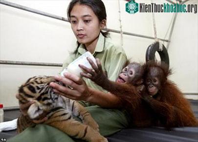 Tình cảm kỳ lạ của loài thú ảnh 2