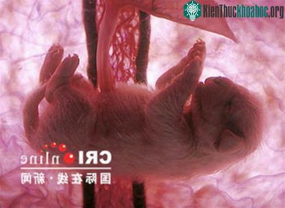 Một chú chó con trong bụng mẹ