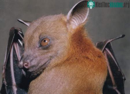 Dơi chó Ấn - Cynopterus sphinx
